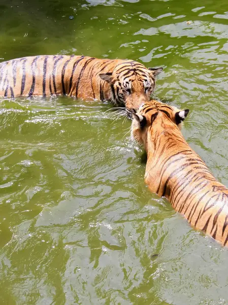 Una Fotografía Dos Tigres Jugando Juntos Agua — Foto de Stock