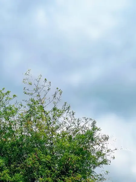 Una Fotografía Una Jirafa Pie Árbol Con Cielo Nublado Fondo — Foto de Stock