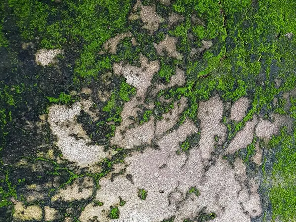 Una Fotografía Una Roca Cubierta Musgo Verde Con Vista Pájaro — Foto de Stock