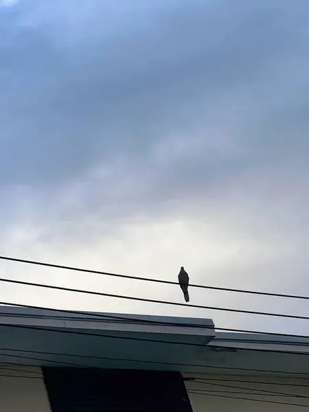 Una Fotografía Pájaro Sentado Una Línea Eléctrica Con Cielo Nublado — Foto de Stock