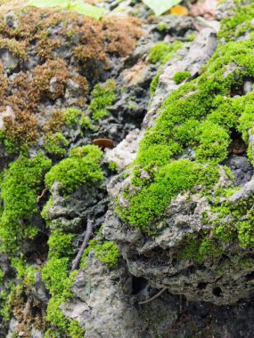 Üzerinde küçük bir kuş olan yosunlu bir kayanın fotoğrafı..