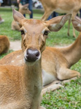 Çimlere uzanmış bir geyiğin fotoğrafı..