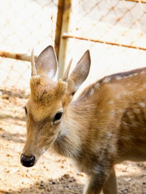 Bölgedeki bir çitte duran bir geyiğin fotoğrafı..