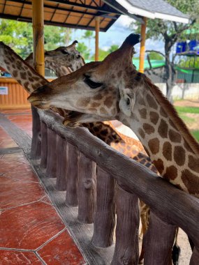 Tahta bir çitin yanında yan yana duran iki zürafanın fotoğrafı..
