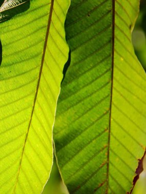 Üzerinde küçük bir kuş olan yeşil bir yaprağın fotoğrafı..