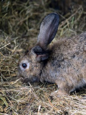 Samanlıkta başı yukarıda oturan bir tavşanın fotoğrafı..