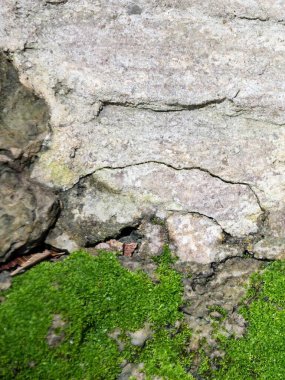 Bir kayanın üzerinde yosunlu oyuncak ayının fotoğrafı..