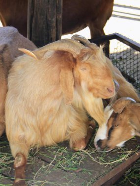 Bir keçi ve yavru keçinin saman kaplı bir platformda yatışı..