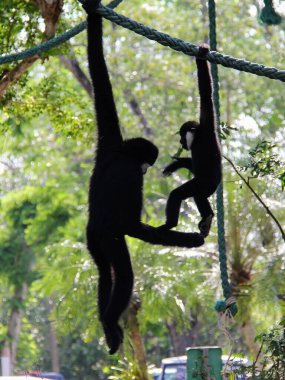 Ağaçtaki ipe asılmış bir maymunun fotoğrafı..