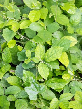 Sarı benekli yeşil yapraklı bir çalılığın fotoğrafı..