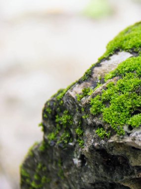Üzerinde küçük bir kuş olan yosun kaplı bir kayanın fotoğrafı..