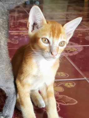 Bir kedi ve bir köpeğin fayanslı zeminde otururken çekilmiş bir fotoğrafı..