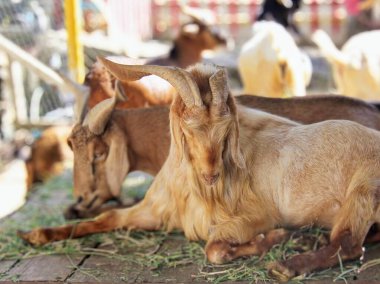 Diğer keçilerle birlikte bir ağılda yatan bir keçinin fotoğrafı..