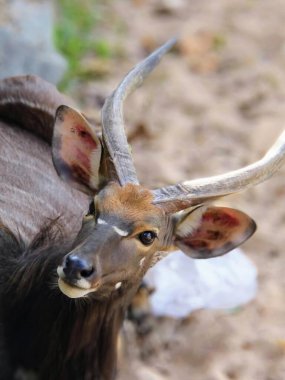 Boynuzlu bir geyiğin yakın plan fotoğrafı..