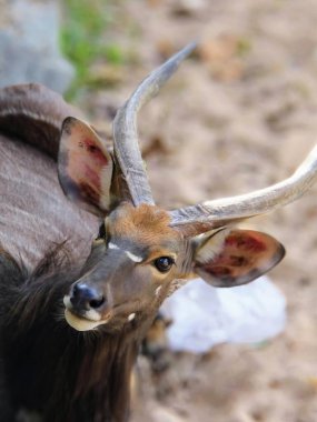 a photography of a close up of a deer with horns. clipart