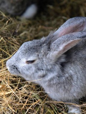 a photography of a rabbit sitting in hay with its head resting on the ground. clipart