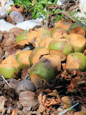 a photography of a pile of coconuts on the ground. clipart
