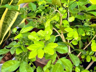 Yeşil yapraklı ve sarı çiçekli bir bitkinin fotoğrafı..