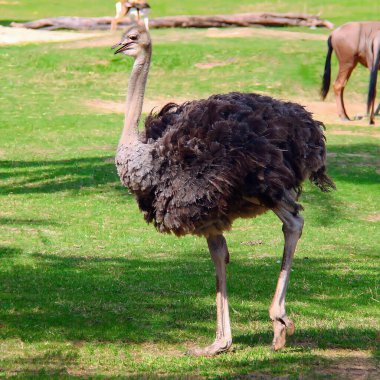 Bir devekuşunun diğer hayvanlarla birlikte tarlada durduğu bir fotoğraf..