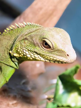 Bir kertenkelenin fotoğrafı yapraklı bir dalda oturmaktadır..