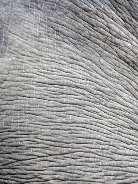 a photography of an elephant's skin with a very long pattern. clipart