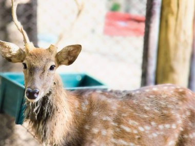 Mavi bir konteynerin yanında duran bir geyiğin fotoğrafı..