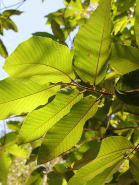 Arka planda mavi gökyüzü olan yeşil yapraklı bir ağacın fotoğrafı..