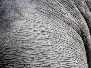 a photography of an elephant's skin with a very long tusk. clipart