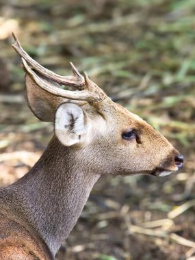 Boynuzlu bir geyiğin fotoğrafı ve yüzünde beyaz bir leke..