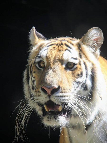 a photography of a tiger with its mouth open and its mouth wide open.