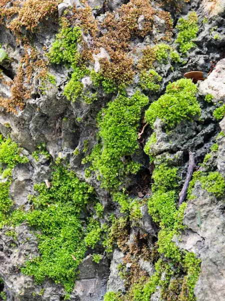 Yosunlu bir kayanın yakın çekiminin fotoğrafı..