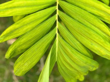 a photography of a close up of a green leaf with a blurry background. clipart