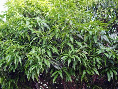 Yeşil yapraklı bir ağacın ve kırmızı yangın musluğunun fotoğrafı..