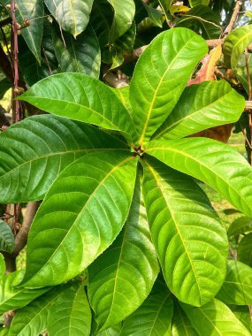 Kahverengi saplı yeşil yapraklı bir bitkinin fotoğrafı..