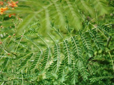 Bir ağacın dalında oturan bir kuşun fotoğrafı..