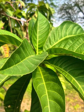 Arka planda mavi gökyüzü olan yeşil yapraklı bir bitkinin fotoğrafı..