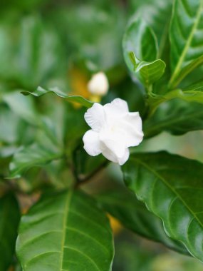 Arkasında yeşil yapraklar olan beyaz bir çiçeğin fotoğrafı..