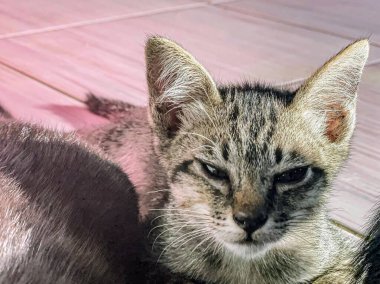 Fayans zeminde gözleri kapalı yatan bir kedinin fotoğrafı..