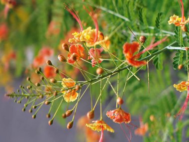 Ağaçtaki bir demet çiçeğin fotoğrafı..