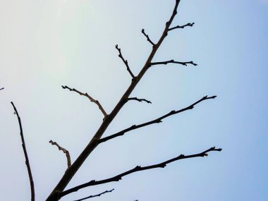 Yapraksız ve mavi gökyüzü olmayan çıplak bir ağacın fotoğrafı..