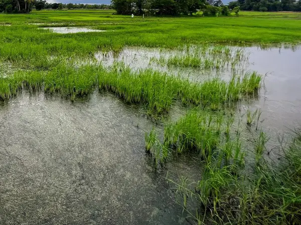 Göleti ve birkaç ağacı olan bir tarlanın fotoğrafı..