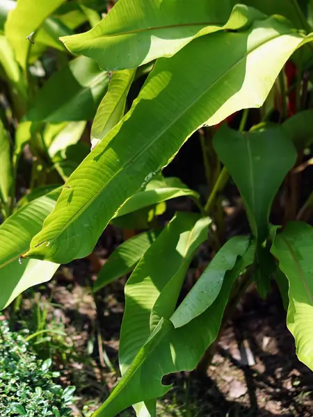 Bahçedeki bir dalda oturan bir kuşun fotoğrafı..