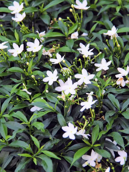 Yeşil yapraklı beyaz çiçekli bir çalılığın fotoğrafı..