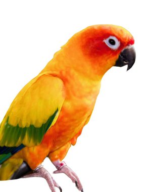 Bir dalda oturan renkli bir kuşun fotoğrafı..