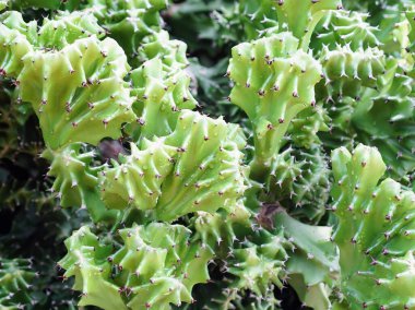 Bir sürü küçük yeşil yapraklı kaktüs bitkisinin fotoğrafı..