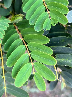a photography of a close up of a plant with green leaves. clipart