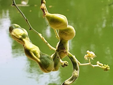 Bir daldan sarkan meyveli bir bitkinin fotoğrafı..