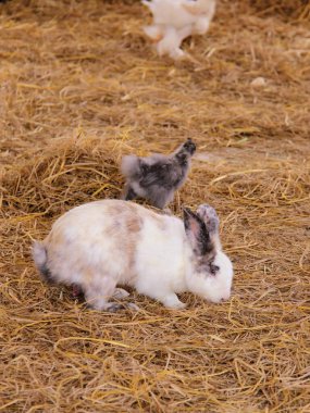 a photography of a rabbit and a chicken in a hay field. clipart