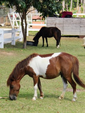 Bir tarlada diğer atlarla ot yiyen bir atın fotoğrafı..