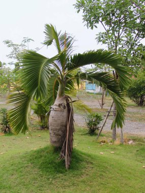 Bir palmiye ağacının fotoğrafı, üzerinde büyük bir kazan var..